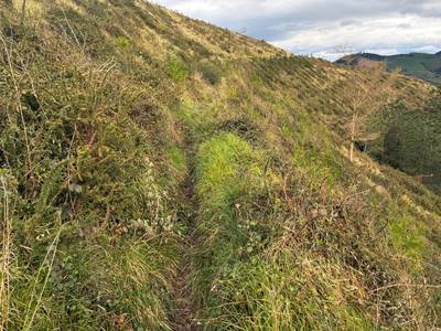 azala-kalamendiko-lubakiak