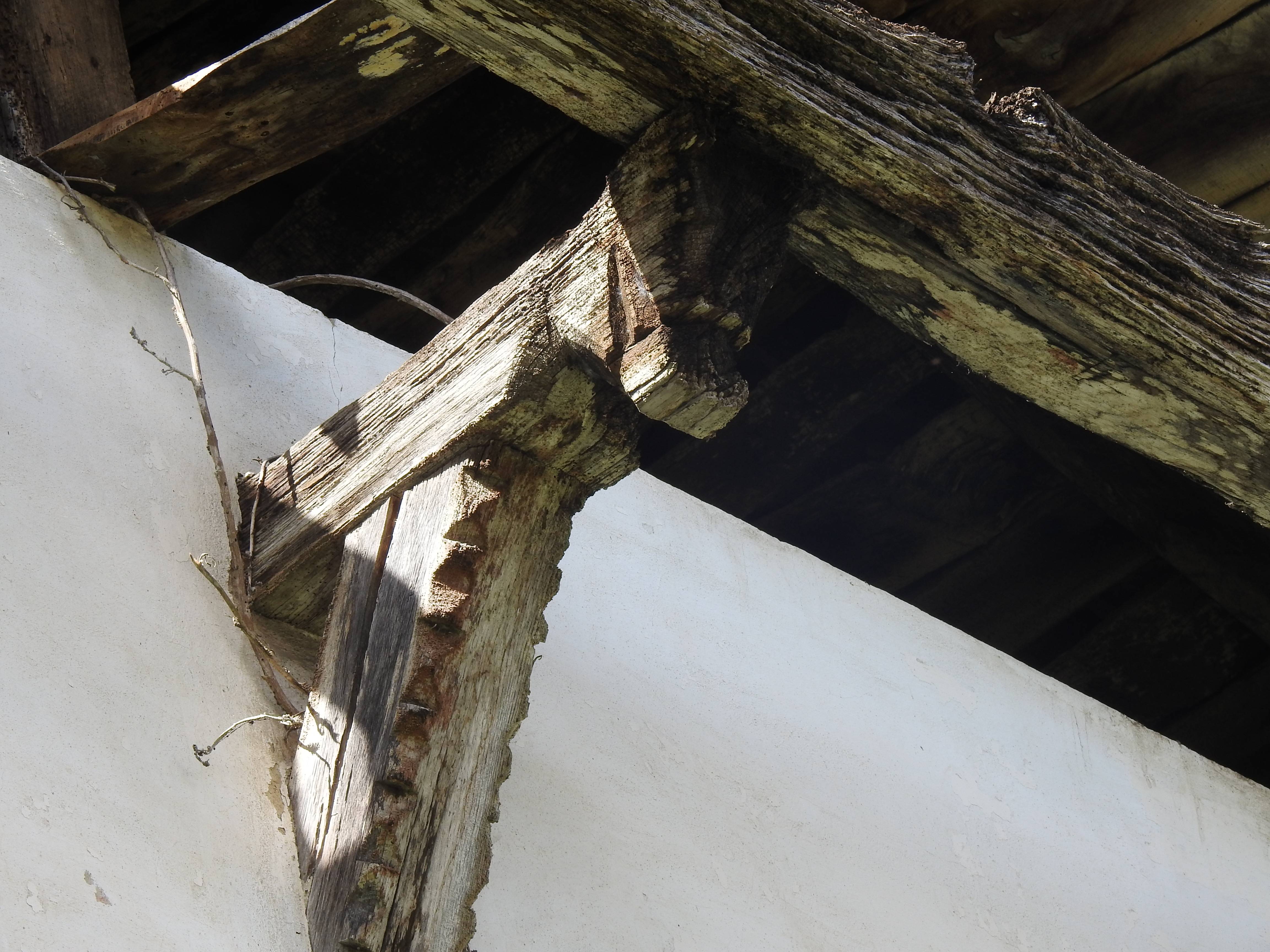 Arregikoa txakur burua [Bestelakoak]