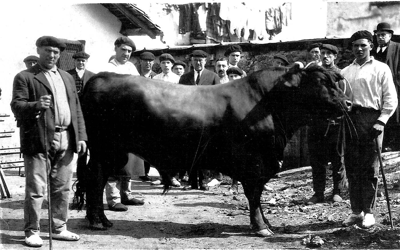 Ondarroako abere hiltegi parean, idia saltzen. [Argazkia]