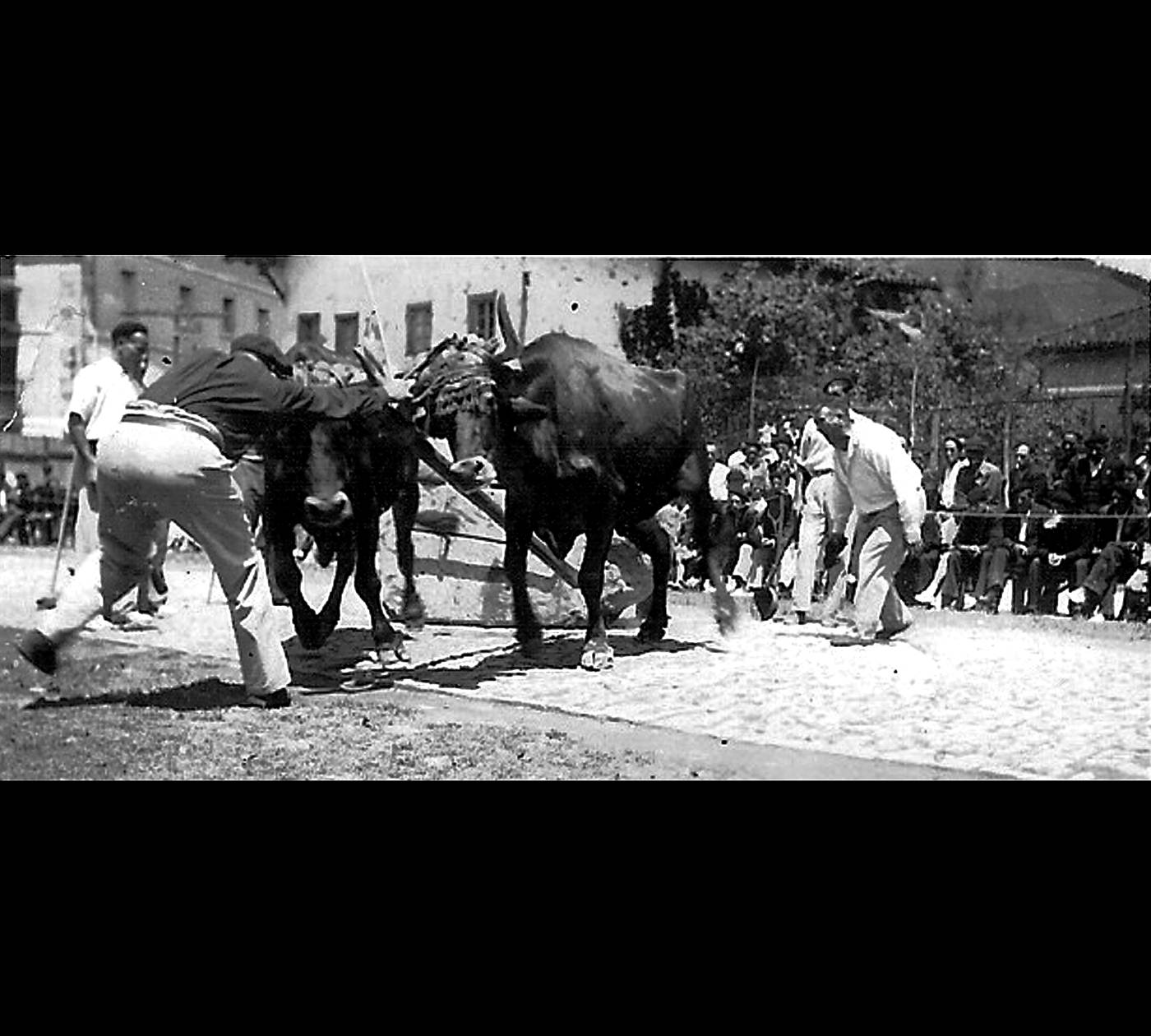 Idi-probak. Idiei tiraka Juan Antxustegi Imaz Juniko. [Argazkia]