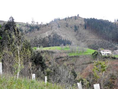 azala-madalena-auzoa